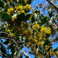 Azara integrifolia flor - Mónica Musalem
