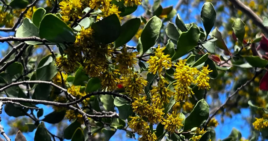 Azara integrifolia flor - Mónica Musalem