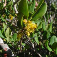 Azara integrifolia flor - Mónica Musalem