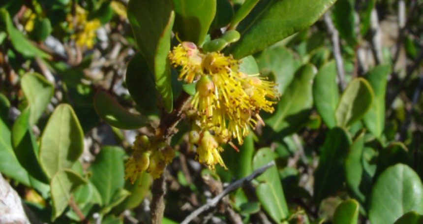 Azara integrifolia flor - Mónica Musalem