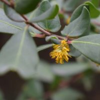 Azara integrifolia flor - Mónica Musalem