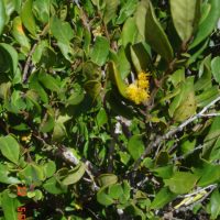 Azara integrifolia follaje - Mónica Musalem