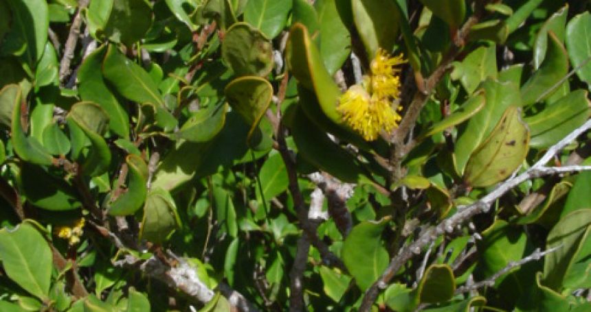 Azara integrifolia follaje - Mónica Musalem