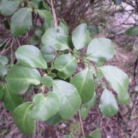 Azara integrifolia hojas - Mónica Musalem