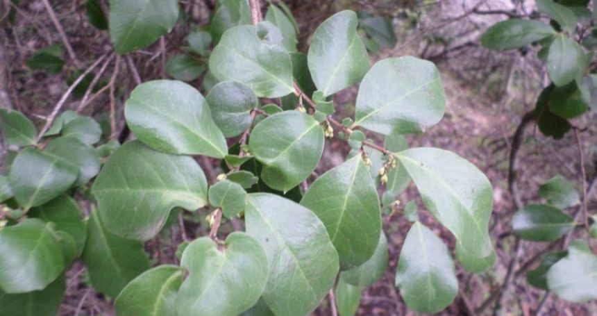 Azara integrifolia hojas - Mónica Musalem