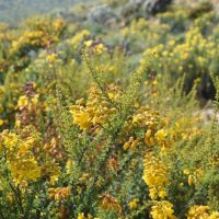 Balsamocarpon-brevifolium-follaje-Monica-Musalem-e1602017976878