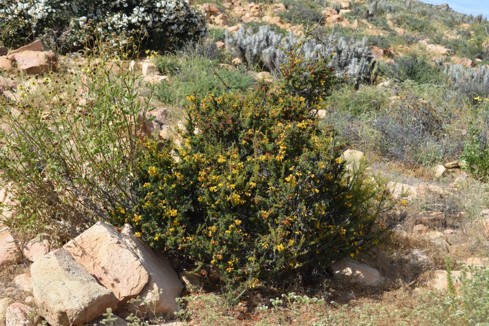 Balsamocarpon brevifolium hábito  - Mónica Musalem