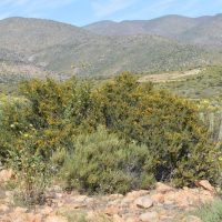 Balsamocarpon brevifolium hábito - Mónica Musalem