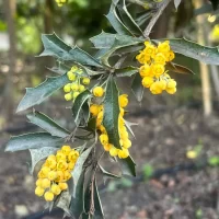 Berberis chilensis - Mónica Musalem