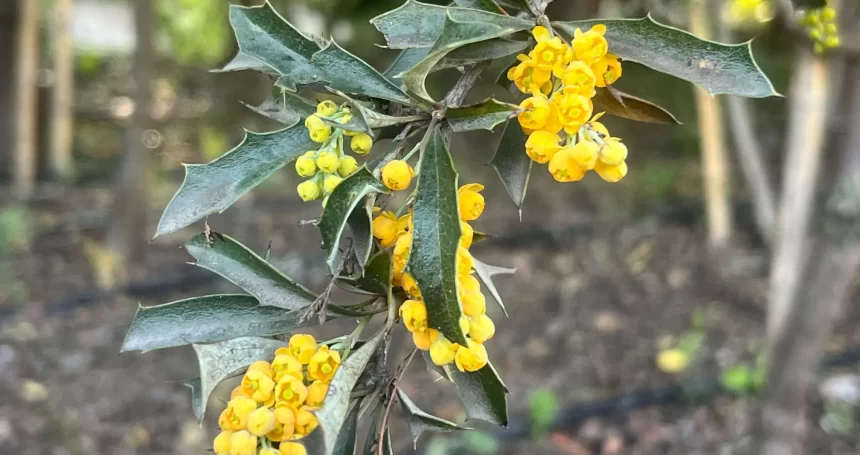 Berberis chilensis - Mónica Musalem