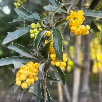 Berberis chilensis - Mónica Musalem