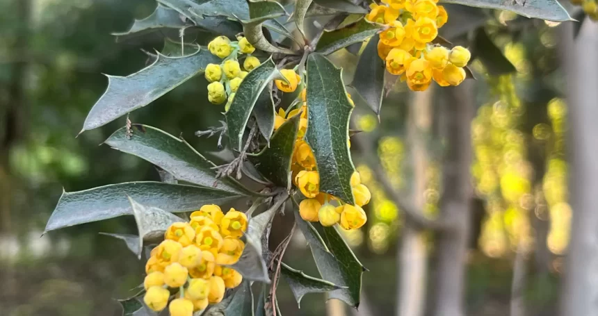 Berberis chilensis - Mónica Musalem