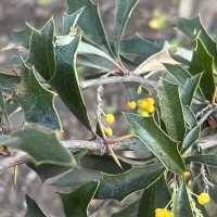 Berberis chilensis - Mónica Musalem