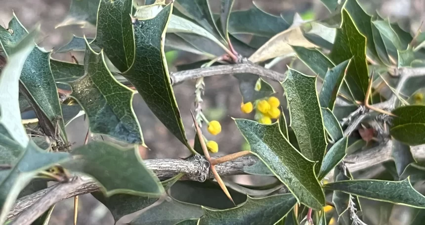 Berberis chilensis - Mónica Musalem