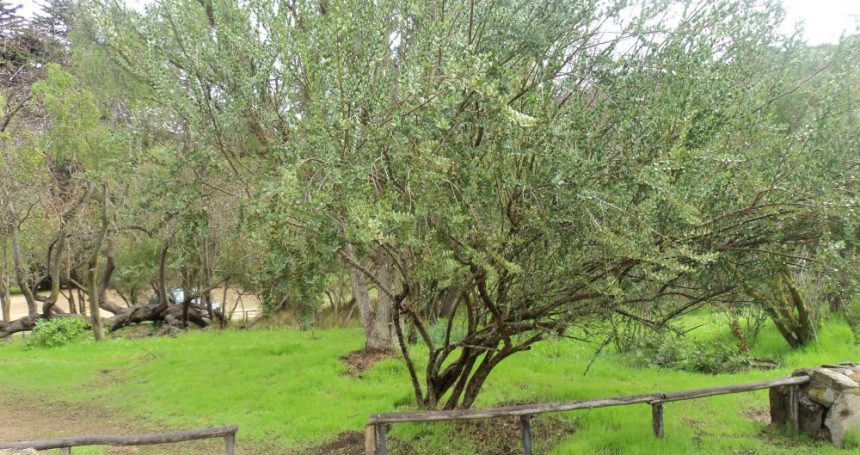 Monttea Monttea chilensis Vivero Pumahuida