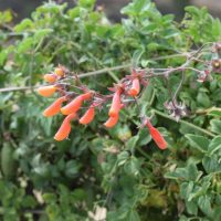 Eccremocarpus scaber detalle de inflorescencia - Mónica Musalem