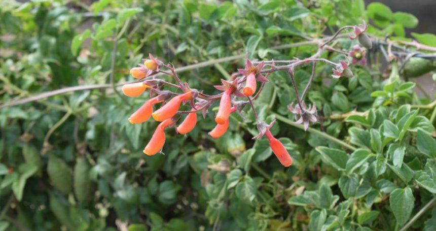 Eccremocarpus scaber detalle de inflorescencia - Mónica Musalem