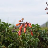 Eccremocarpus scaber hojas y flores - Mónica Musalem