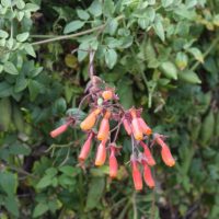 Eccremocarpus scaber hojas y flores - Mónica Musalem