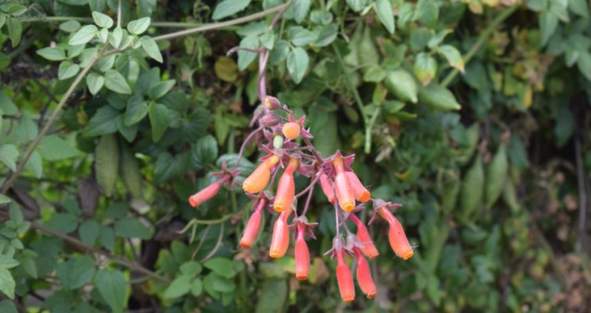Eccremocarpus scaber hojas y flores - Mónica Musalem