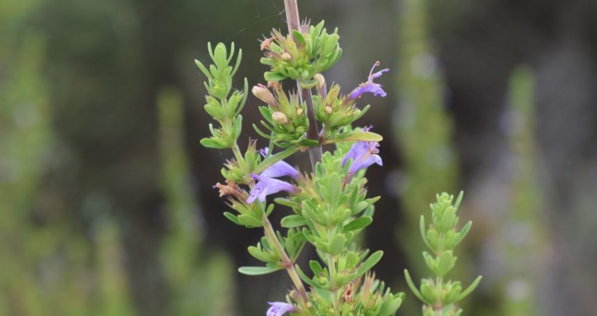 Clinopodium chilense Hojas y Flores - Mónica Musalem