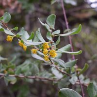 Azara integrifolia Follaje y Flor - Mónica Musalem