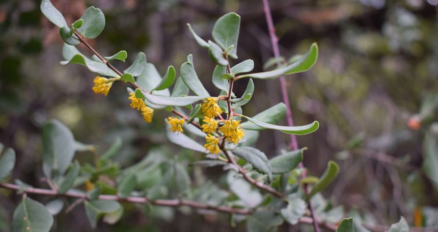 Azara integrifolia Follaje y Flor - Mónica Musalem