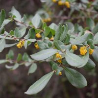 Azara integrifolia Follaje y Flor - Mónica Musalem