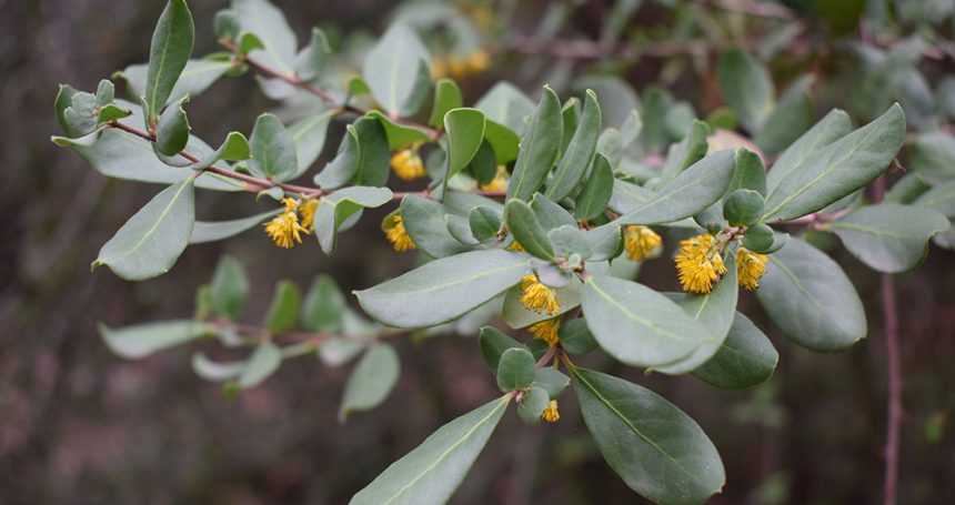 Azara integrifolia Follaje y Flor - Mónica Musalem
