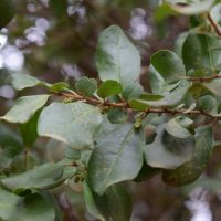 Azara integrifolia hojas - Mónica Musalem