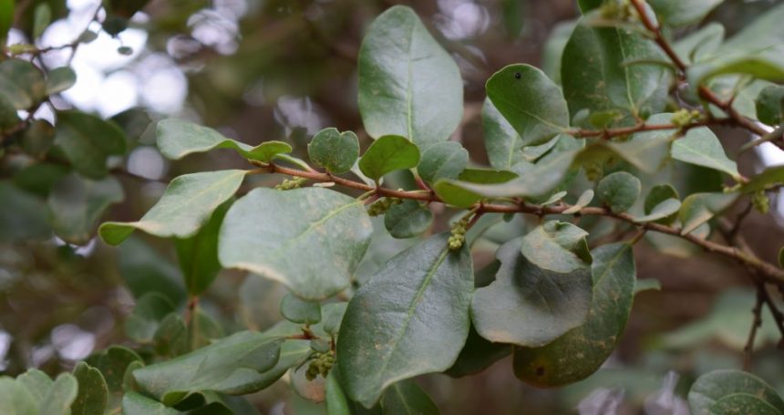 Azara integrifolia hojas - Mónica Musalem