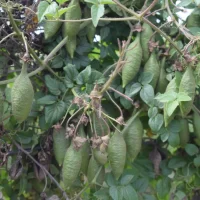 Eccremocarpus scaber follaje y fruto - Mónica Musalem