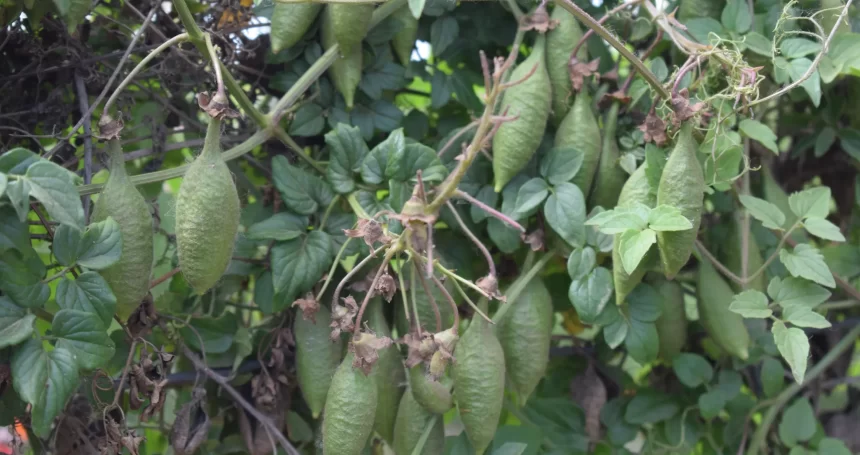 Eccremocarpus scaber follaje y fruto - Mónica Musalem