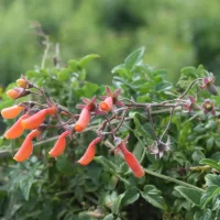 Eccremocarpus scaber hojas y flores - Mónica Musalem