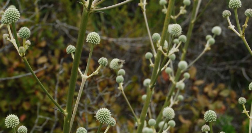 chupalla-eryngium-paniculatum-vivero-pumahuida