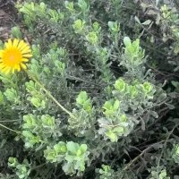 Haplopappus velutinus Follaje - Mónica Musalem