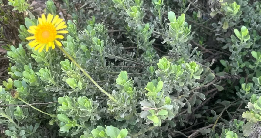 Haplopappus velutinus Follaje - Mónica Musalem