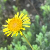 Haplopappus velutinus detalle de flor - Mónica Musalem