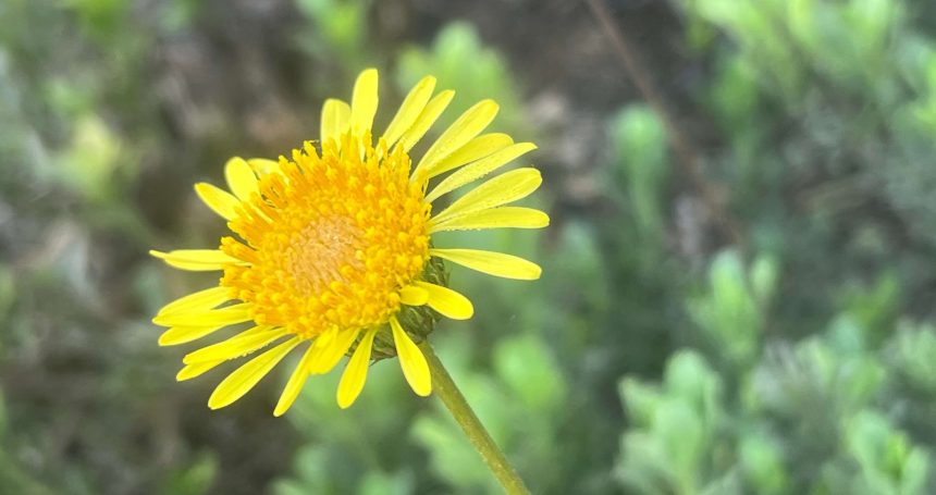 Haplopappus velutinus detalle de flor - Mónica Musalem