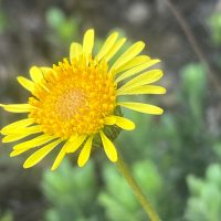 Haplopappus velutinus detalle de flor - Mónica Musalem