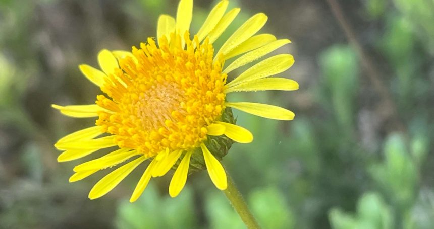 Haplopappus velutinus detalle de flor - Mónica Musalem