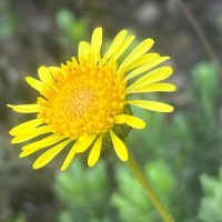 Haplopappus velutinus detalle de flor - Mónica Musalem