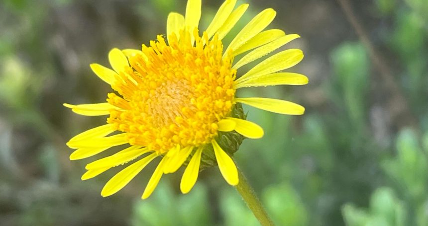 Haplopappus velutinus detalle de flor - Mónica Musalem