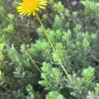 Haplopappus velutinus Follaje - Mónica Musalem