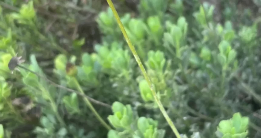 Haplopappus velutinus Follaje - Mónica Musalem