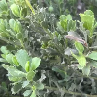 Haplopappus velutinus Follaje - Mónica Musalem