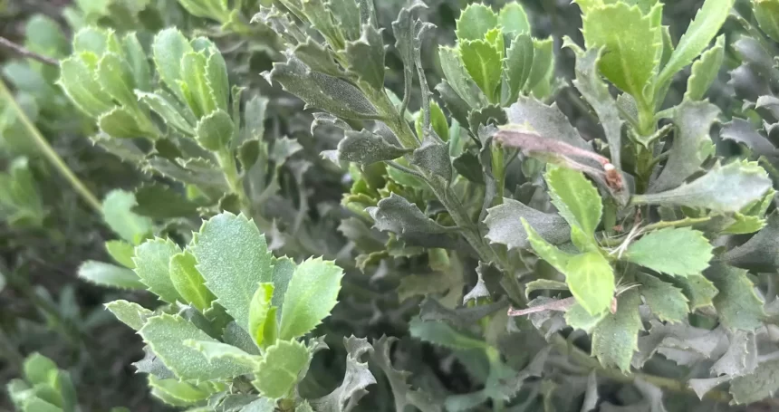 Haplopappus velutinus Follaje - Mónica Musalem
