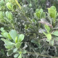 Haplopappus velutinus Detalle de Hoja - Mónica Musalem