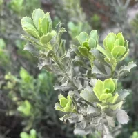Haplopappus velutinus Follaje - Mónica Musalem
