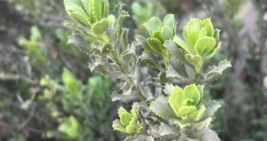 Haplopappus velutinus Follaje - Mónica Musalem